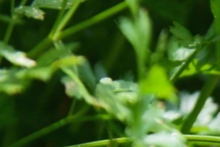 Carbon Inventorisation