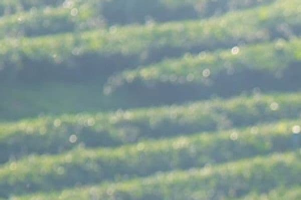 Climate Finance Advisory Services