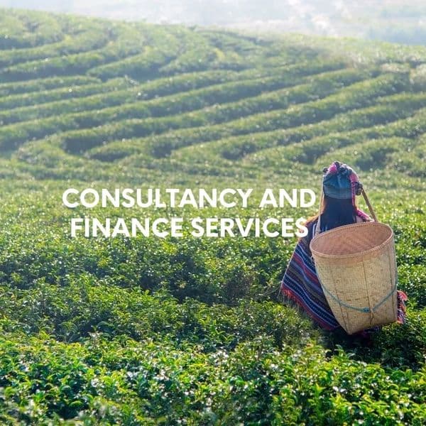 Consultancy and Finance Services